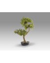 BANKAN II - BONSAI 49CM